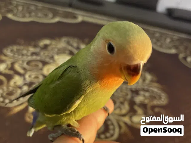 للبيع لوفبيرد