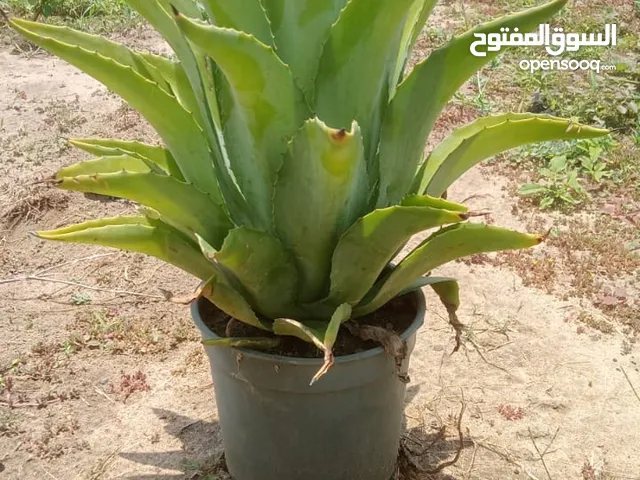 توريد جميع النواع النخيل وشجار ازيتون المثمره ولمعمره