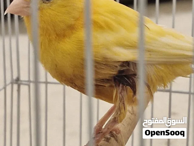 كناري للتبني شرط معالجه الطير و الاعتناء به