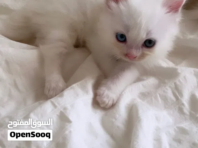 قطط شيرازيه للبيع يتوفر ذكور وإناث