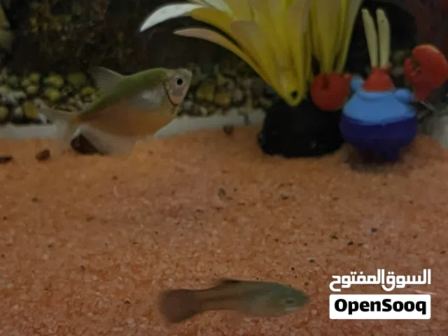 حوض اسماك للبيع