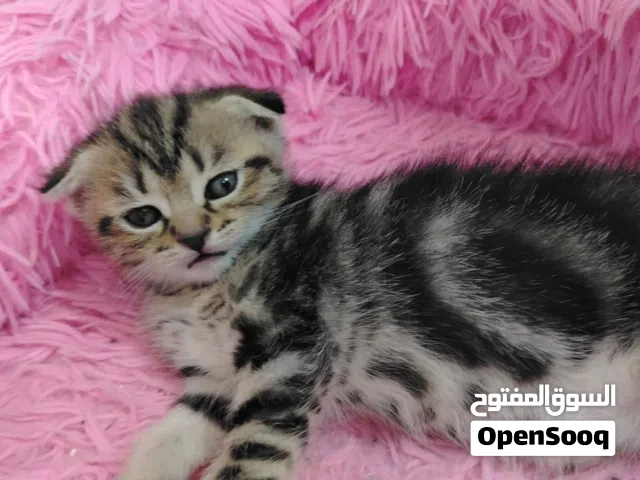 سكوتش فولد جولد بيور دبل فولللددد بسعر حرقق