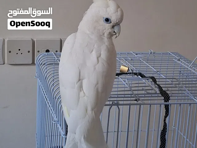 Beautiful Female Goffin Cockatoo