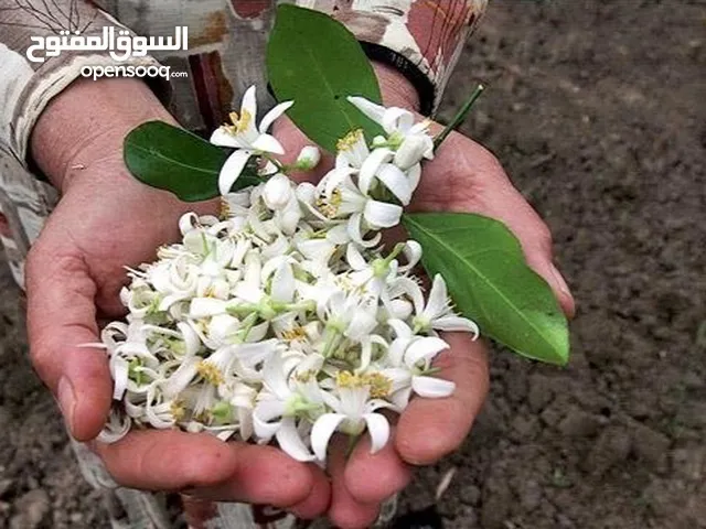 شاي أعشاب إيراني 100% نباتي وطبيعي