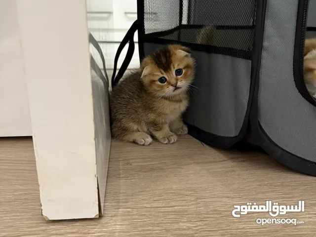 قطط كيتين سكوتش فولد - ستريت