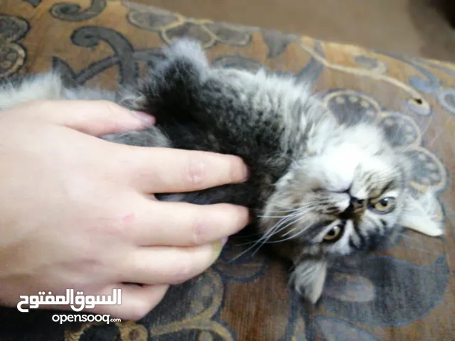 قط ذكر للبيع