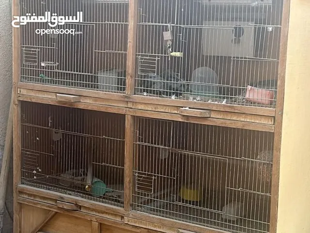 اقفاص للبيع