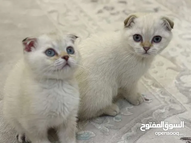 قطط سكوتش فولد بيور صغيره للبيع