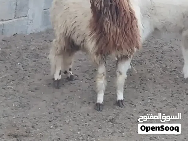 خروف ربي يبارك
