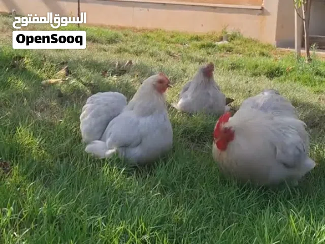 دجاج استرالي درجة اولة لون رصاصي زوز دجاجات و  فروج للبيع دحيات ومسوقرات دجاج ربي يبارك اقراة الوصف