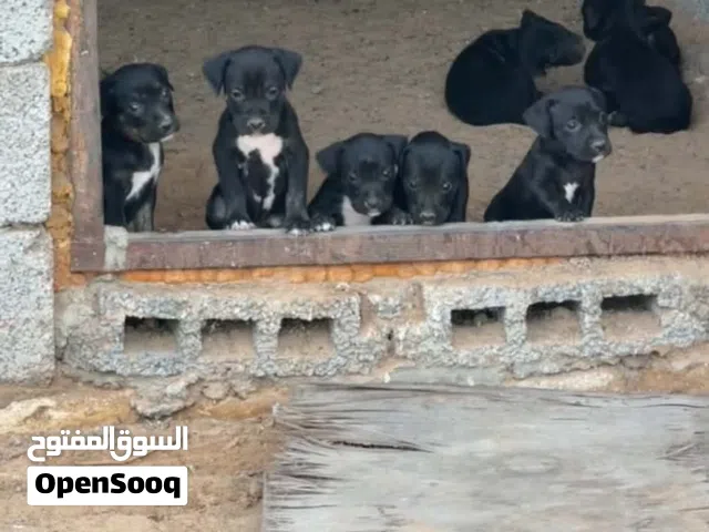بيتبل للبيع
