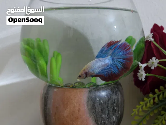 السلام عليكم ، سمكة (فايتر) ذكر مع علبة طعام بدون الحوض السعر 8 الاف