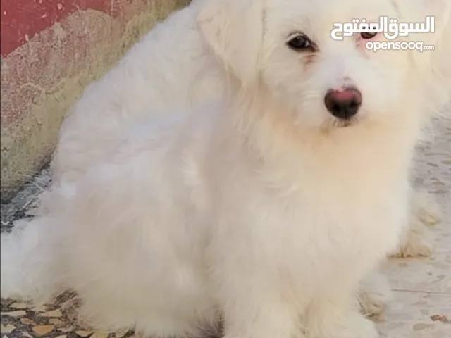 بسم الله ما شاء الله انثى ملتيز طفره سعر مناسب اقرا الوصف