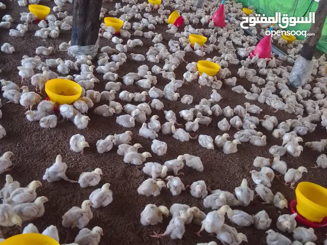 Farm Land for Sale in Al Hudaydah Other