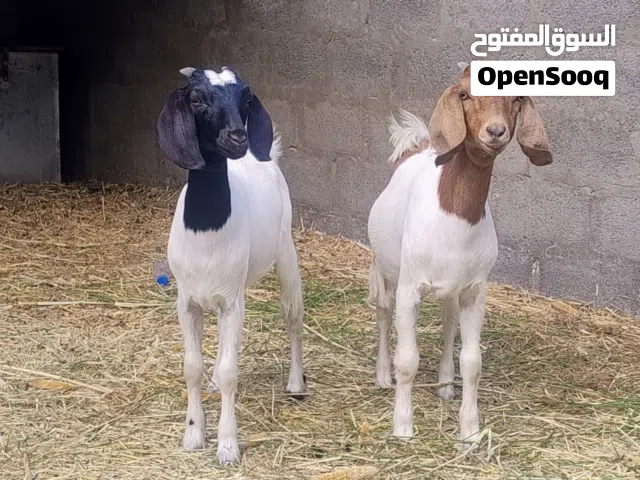 سخلات هجين برقوت للبيع