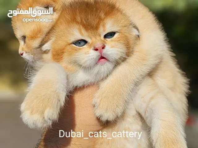 قطط سكوتش و برتش شورت هير مستوى قوي