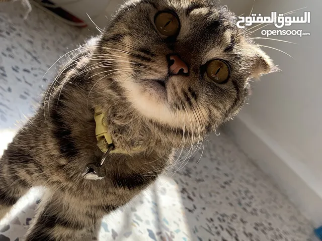 قط سكوتش فولد