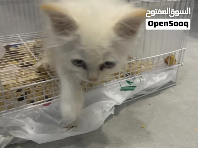 Cat for sale