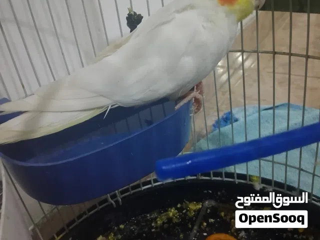متاح لاتينو حبه صحه ونانضافه