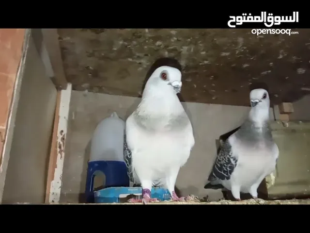 جوز بواز نخب بوز احلس عمري عمريات مميز جدا بوزاي اول خيرها حلوس شغالات مكفولات
