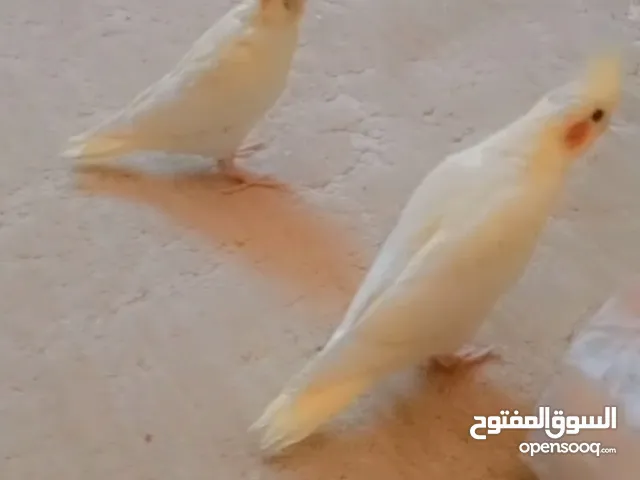 كوكتيل لاتيني بريل تاكيل يدوي سعر جميل جدا
