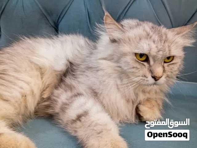 بيع انثى قط شيرازي