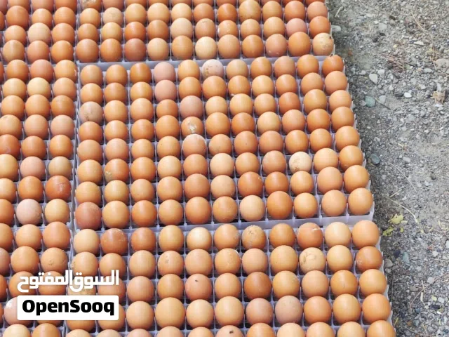 للبيع صيصان لوهمان بياض العمر20يوم الحبه بريال نهائي