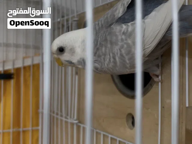 زوج بادجي.