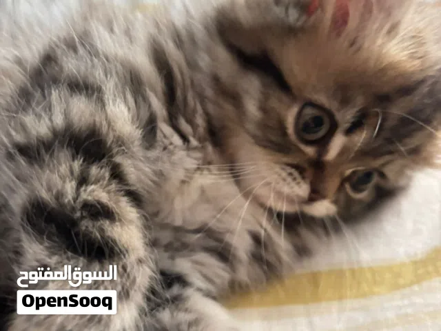 انثى للبيع عمر شهرين