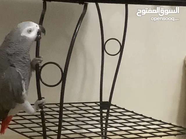 ببغاء كاسكو