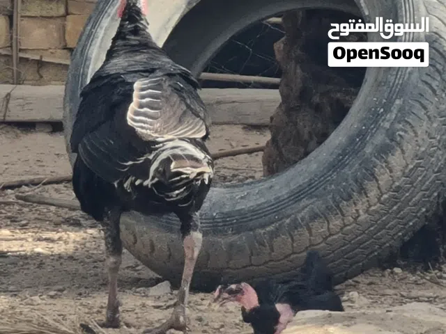 فسيفس فحل للبيع
