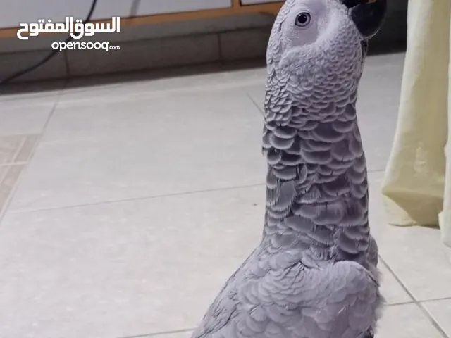 بغبغاء كاسكو متكلم للبيع