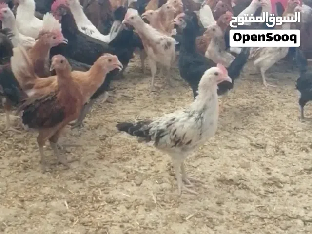 دجاج عماني عمر قريب 3 اشهر