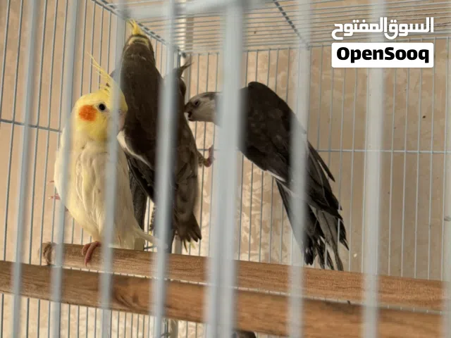Cockatiels Pair for Sale... للبيع زوج جميل من طيور الكوكتيل