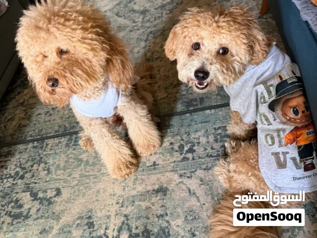 كلب  البودل بسكت