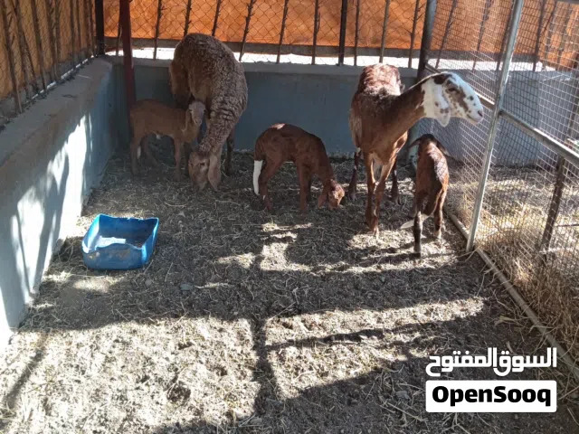 جعد ثلاث من الحلال السوداني الفاخر تحتهن كبشين وحمله العدد الكلي 6 العمر بكور والمواليد شهر..
