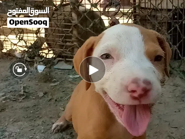 جراء بتبول اناث