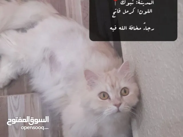 قطط للتبني بتوك