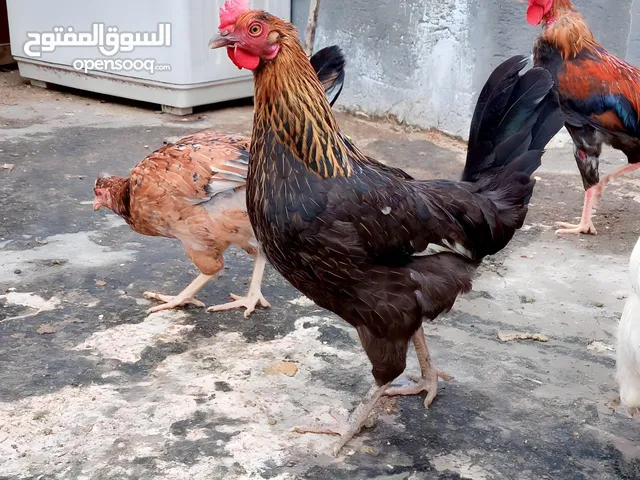 دجاجه عرب نقي تفاصيل بلوصف