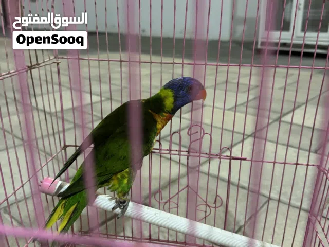 انثى لوري للبيع