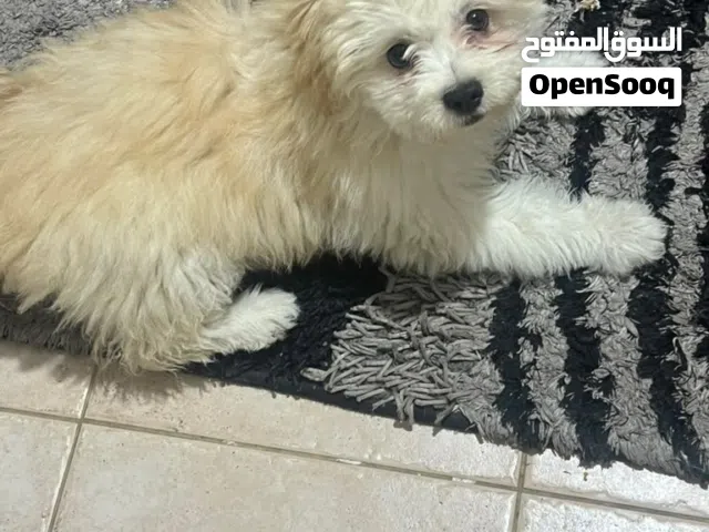 انثى جيرفون