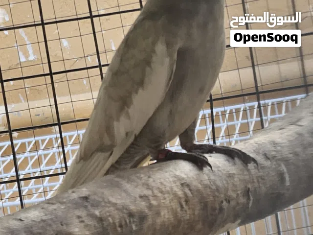 الطيور اللبيع