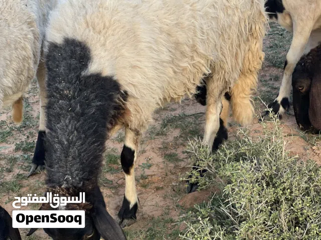تلاته نعاج حيال وحده كبيره