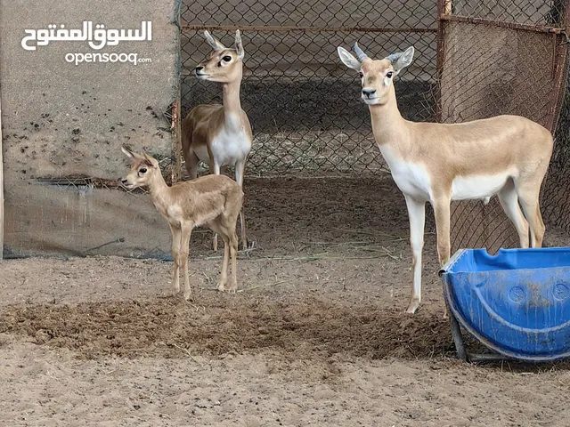 غزلان عرض تصفيه