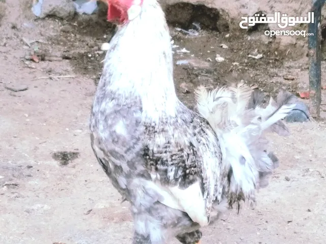 زوج دجاج عرب