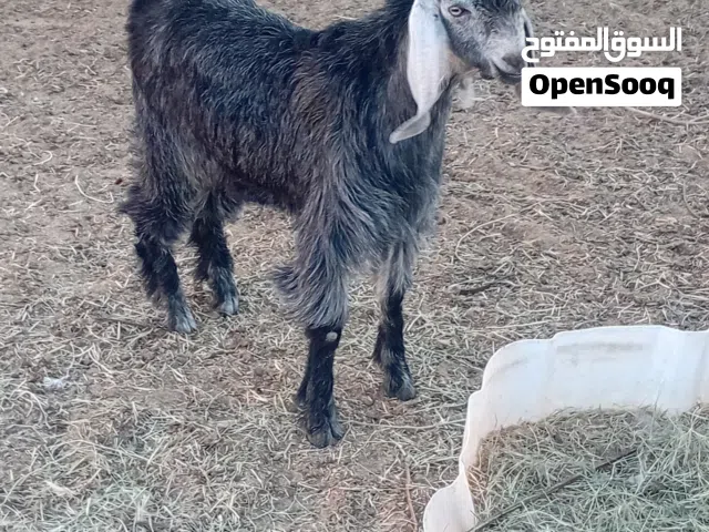 جديان وسخلات