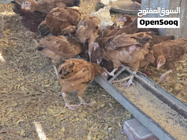 دجاج الفرنسي الاحمر + ديوك كبيرة