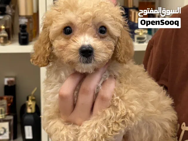 poy poodle  female 3 months vaccinated healthy playful