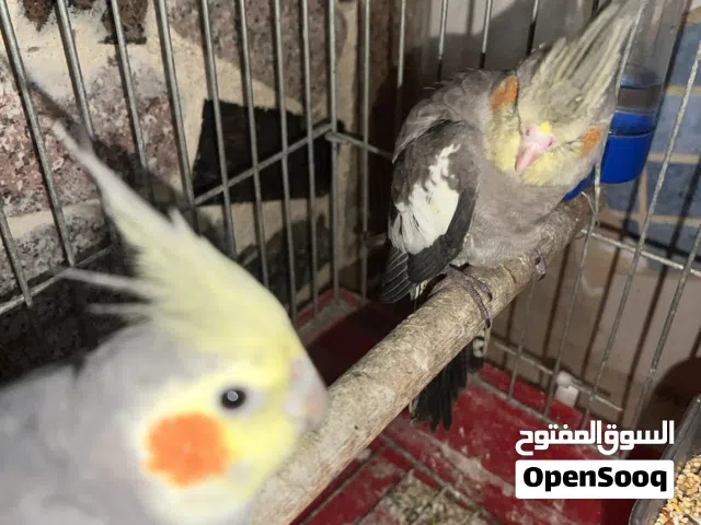 جوز كوكتيل مع فرخهم للبيع