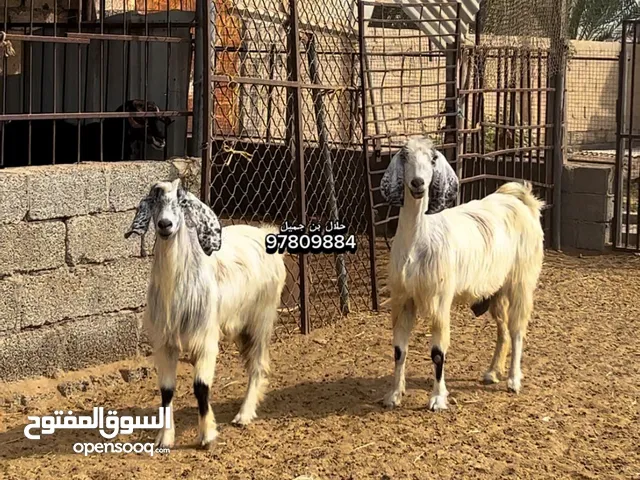 حلال شامي شاه مع بنتها